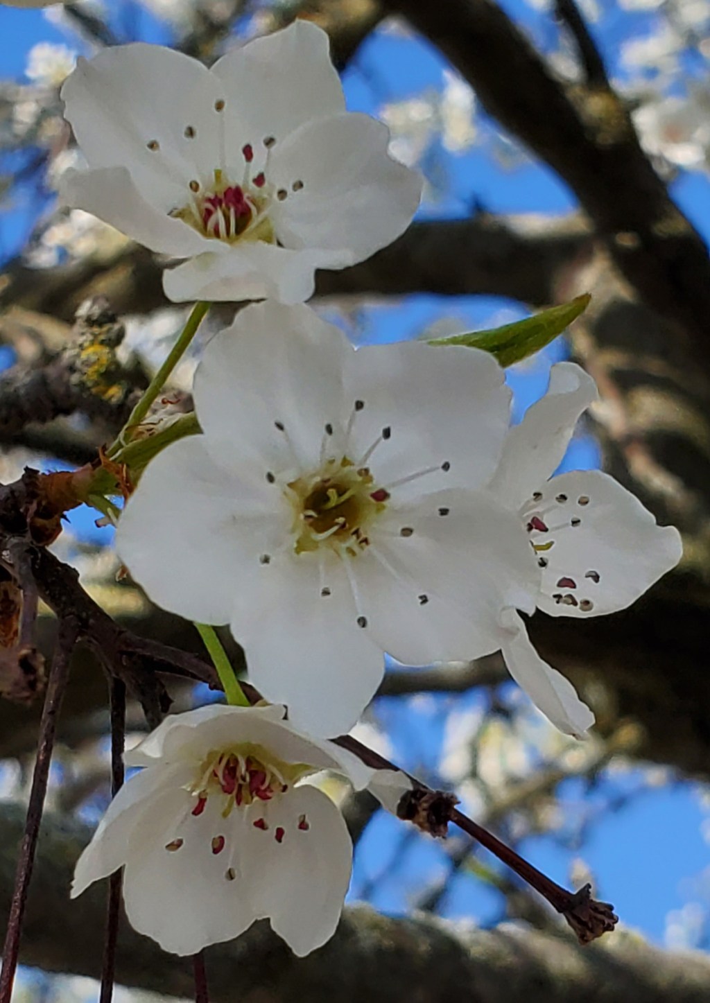 Flowering Pear Tree of&nbsp;Spring